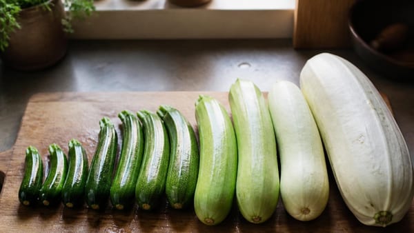 Zucchini-Häppchen: Wetten, Sie kaufen zu große Zucchini?